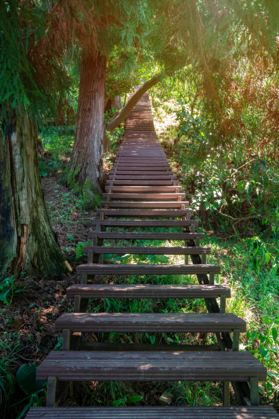 istock Steps for visitors in Tsvermaghala park, Guria, Georgia 1163008631