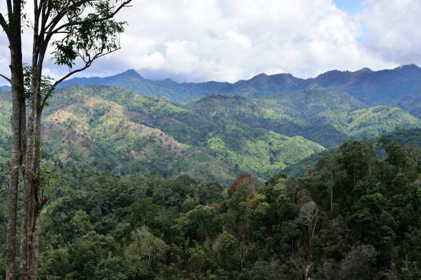 istock Forest in West Of Thailand with Landscape View 1163008739