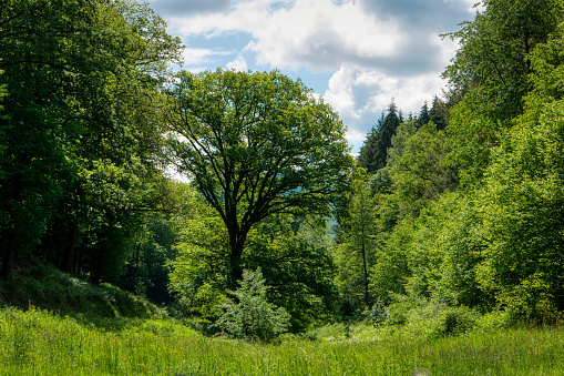 Hike along the long-distance hiking trail Neckarsteig in Germany