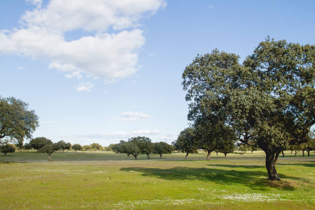 istock Holm oak grove, Extremadura, Spain 1163009292