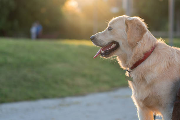 istock Golden retriever dog standing on parkbench 1163010270