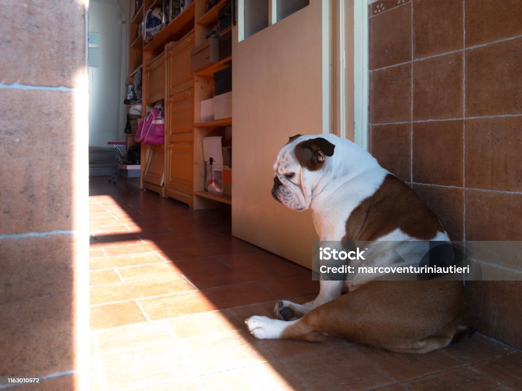 miserable dog sits in a corner of the house miserable Engilsh bulldog sits in a corner of the house Dog Stock Photo