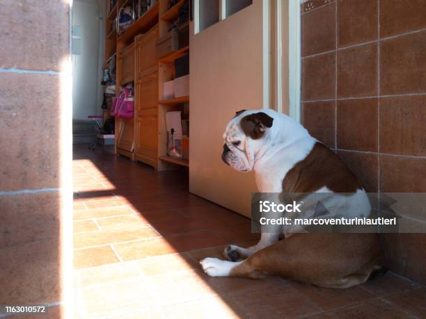 Miserable Dog Sits In A Corner Of The House Stock Photo - Download Image Now - Dog, Corner, Domestic Room