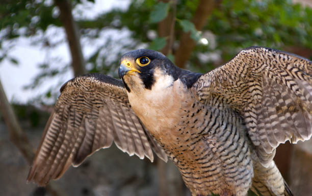 istock Peregrine falcon with spread wings 1163010721