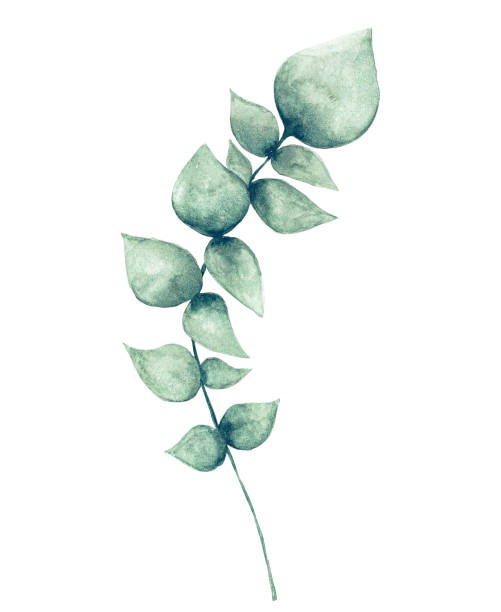 ilustrações de stock, clip art, desenhos animados e ícones de watercolor eucalyptus leaf - eucalyptus tree plants isolated objects nature