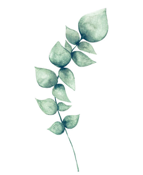 Watercolor eucalyptus leaf Watercolor painting on white background bush isolated white background plant stock illustrations