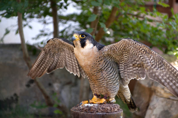 istock Peregrine falcon redy to fly 1163011758