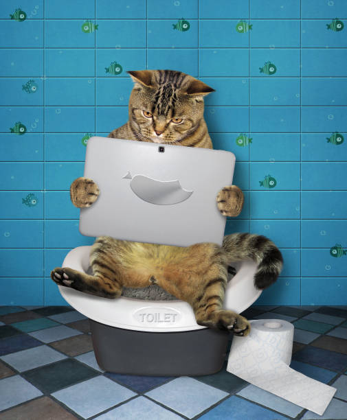 istock Cat with a laptop on the wc 2 1163011865