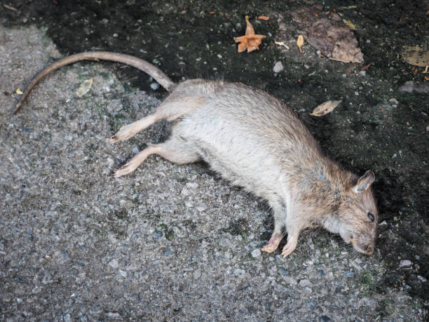 Dead Rodent - Banco de fotos e imágenes de stock - iStock Dead Rodent - Banco de fotos e imágenes de stock - iStock