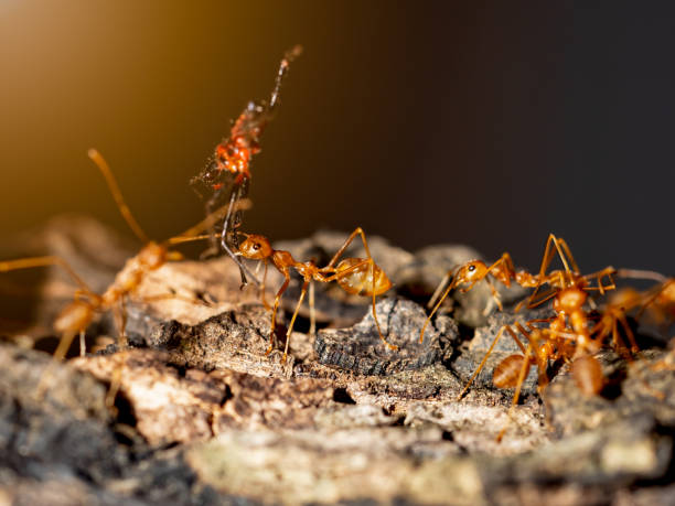 istock Ants insect show teamwork on tree in nature 1163012873
