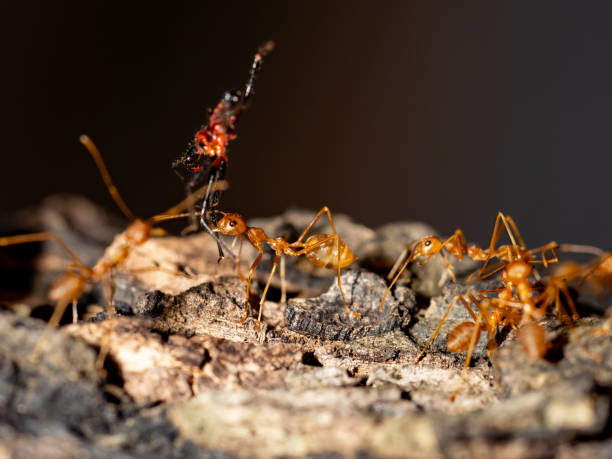 istock Ants insect show teamwork on tree in nature 1163012910