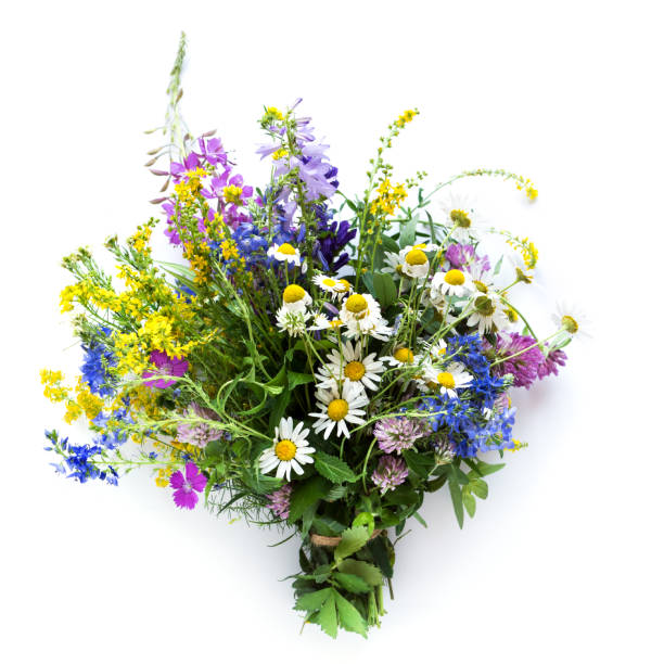 Summer Flowers Summer Flowers. Bouquet of wild flowers on isolated white background, top view. Summer or eco friendly lifestyle concept. flower arrangement bouquet variation flower stock pictures, royalty-free photos & images