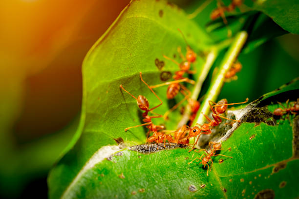 istock Ants insect show teamwork on tree in nature 1163014626