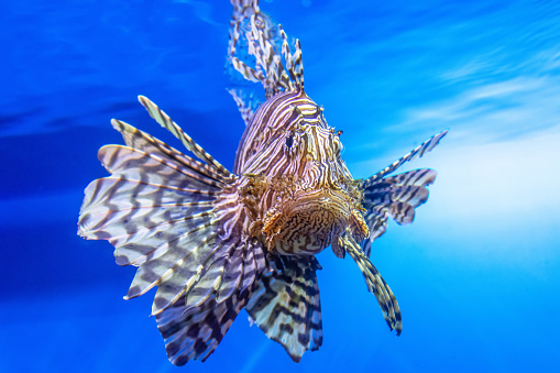 Dangerous Lionfish zebra fish in the mediterranean sea water
