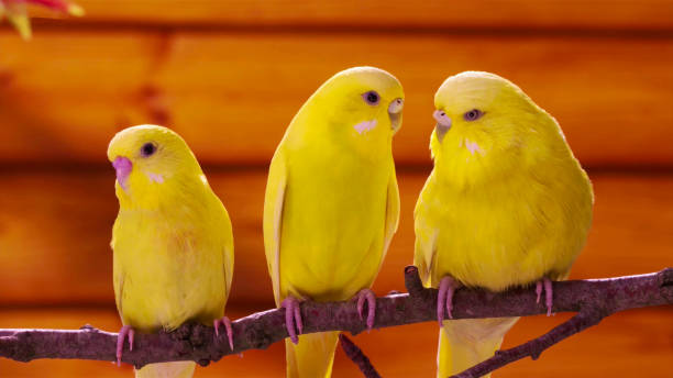 istock Three yellow birds are sitting on one branch. 1163015436