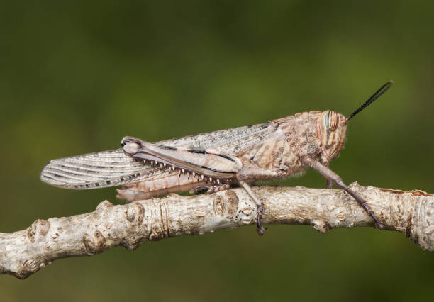 istock Anacridium aegyptium Egyptian locust large grasshopper just after emerging at its last stage of development 1163018123