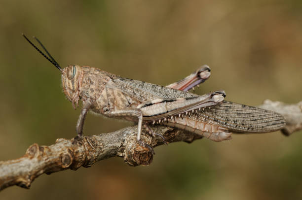 istock Anacridium aegyptium Egyptian locust large grasshopper just after emerging at its last stage of development 1163018248