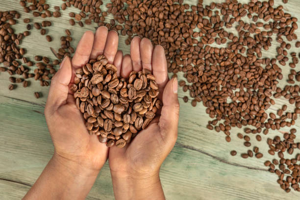 istock Farmer’s hands holding coffee beans forming a heart shape. 1163018249