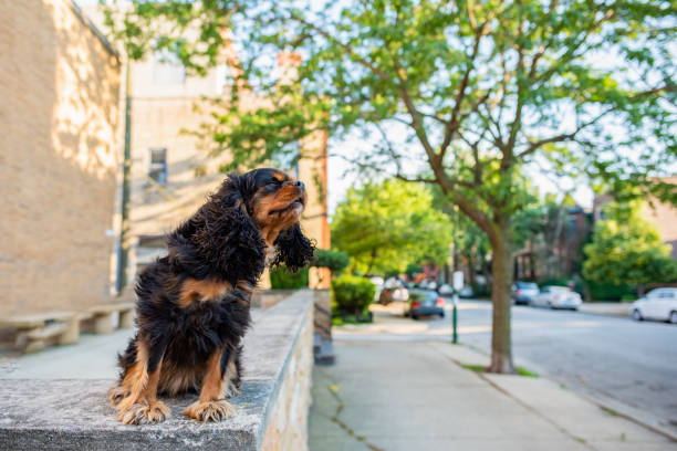 istock A cute Cavalier King Charles Spaniel out for a walk in the city, off leash, on a nice spring day. 1163019073