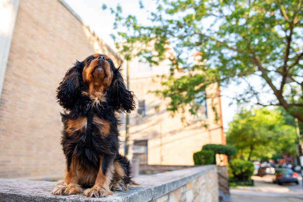 istock A cute Cavalier King Charles Spaniel out for a walk in the city, off leash, on a nice spring day. 1163019081