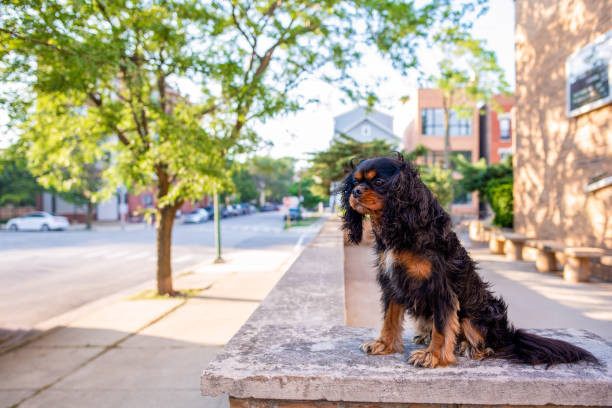 istock A cute Cavalier King Charles Spaniel out for a walk in the city, off leash, on a nice spring day. 1163019086