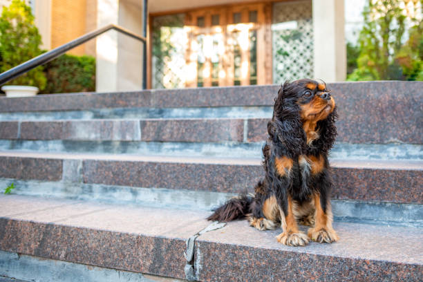 istock A cute Cavalier King Charles Spaniel out for a walk in the city, off leash, on a nice spring day. 1163019089