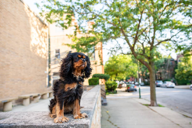 A cute Cavalier King Charles Spaniel out for a walk in the city, off leash, on a nice spring day.