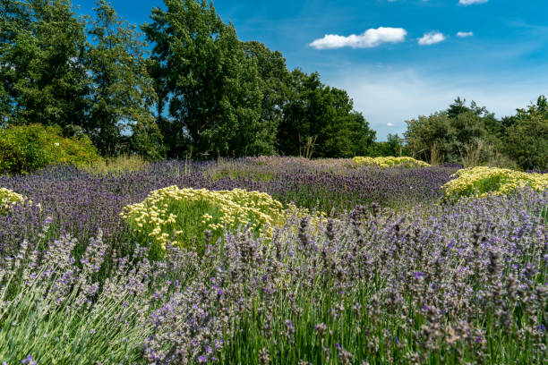 istock purpel and white flower bed with lavender and olive herb 1163019095