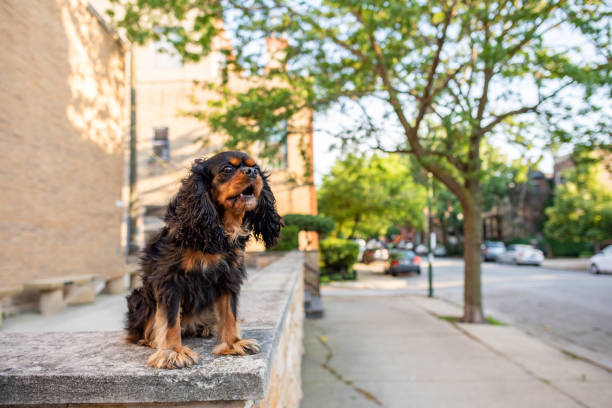 istock A cute Cavalier King Charles Spaniel out for a walk in the city, off leash, on a nice spring day. 1163019097