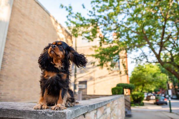 istock A cute Cavalier King Charles Spaniel out for a walk in the city, off leash, on a nice spring day. 1163019099