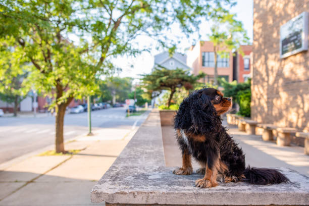 istock A cute Cavalier King Charles Spaniel out for a walk in the city, off leash, on a nice spring day. 1163019101