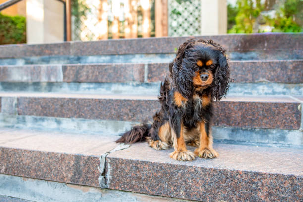 istock A cute Cavalier King Charles Spaniel out for a walk in the city, off leash, on a nice spring day. 1163019103