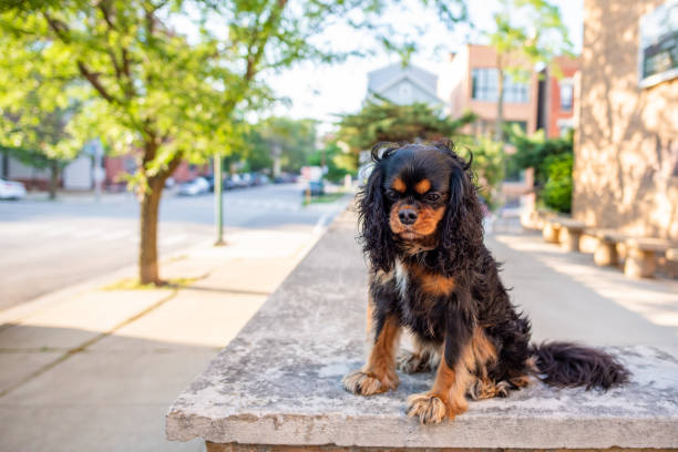 istock A cute Cavalier King Charles Spaniel out for a walk in the city, off leash, on a nice spring day. 1163019106