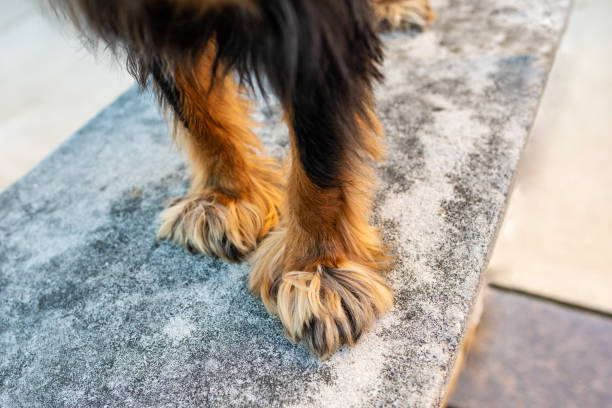 Close up of the furry paws of a Cavalier King Charles Spaniel Dog paws. Close up of a Cavalier King Charles Spaniel's cute, furry, fluffy paws. dog paw padding close up stock pictures, royalty-free photos & images