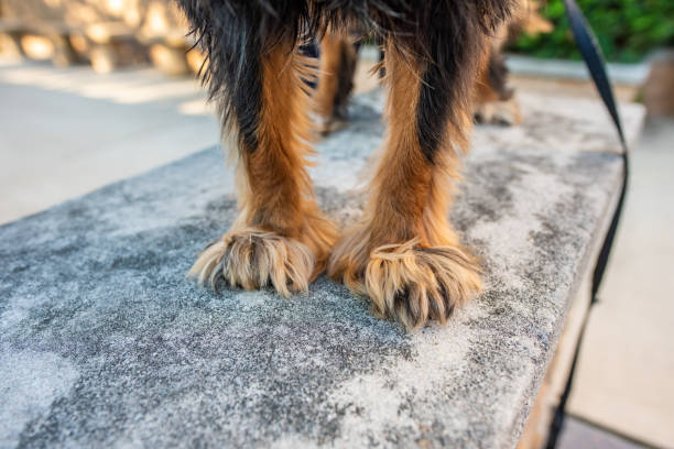 Close up of the furry paws of a Cavalier King Charles Spaniel Dog paws. Close up of a Cavalier King Charles Spaniel's cute, furry, fluffy paws. dog paw padding close up stock pictures, royalty-free photos & images