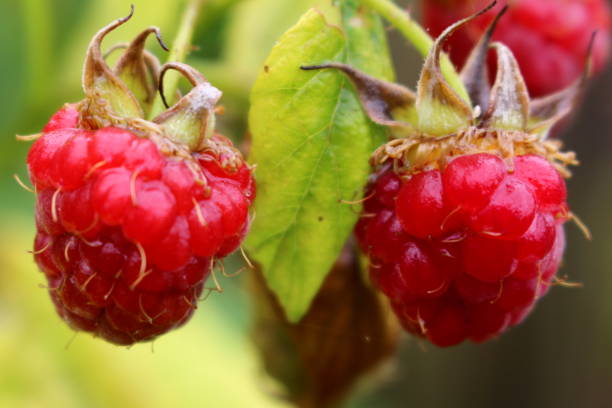 istock Close up ripe raspberries in the garden, UK 1163019155