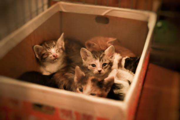 little cat to give - imágenes, fotos e imágenes de stock de gato vagabundo libres de derechos una sola vez