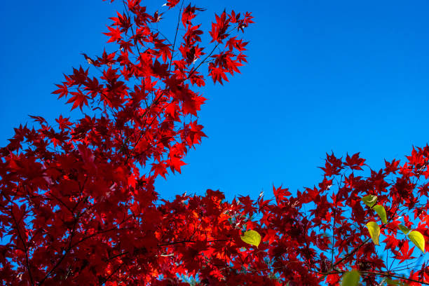 czerwony acer pozostawia jesienią na tle czystego błękitnego nieba - maple tree autumn tree vibrant color zdjęcia i obrazy z banku zdjęć