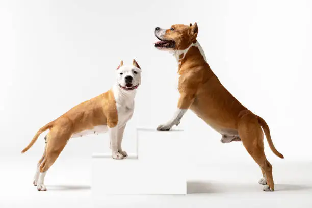 Red and white american staffordshire terriers with cropped ears stands indoor at white background