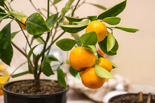 Branch of a Calamondin citrus plant grown in a pot with ripe orange fruits and green leaves. Citrofortunella microcarpa, Citrus madurensis. Indoor citrus tree growing. Close-up with selective focus