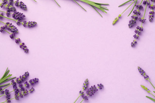 flores de lavanda sobre fondo rosa - lavender coloured fotografías e imágenes de stock