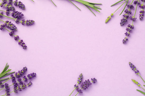 Lavender Flowers On Pink Background Lavender flowers on pink background. Copy space. Top view, flat lay lavender plant photos stock pictures, royalty-free photos & images
