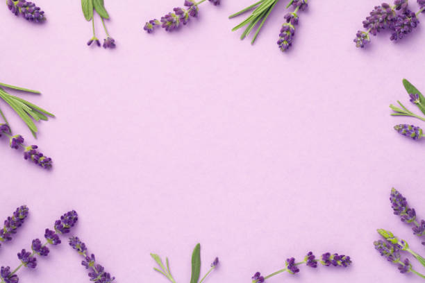 lavendel blumen auf rosa hintergrund - lavender coloured lavender flower frame stock-fotos und bilder