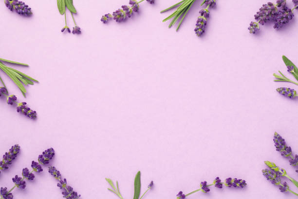 fiori di lavanda su sfondo rosa - flower nobody europe lavender coloured foto e immagini stock