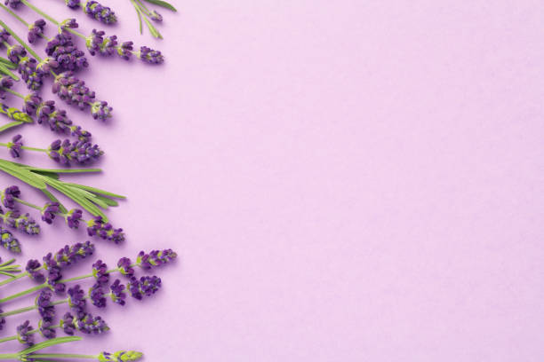 istock Lavender Flowers On Pink Background 1163023835