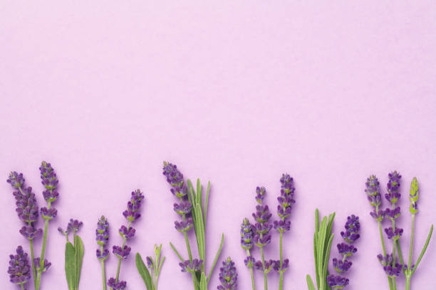 istock Lavender Flowers On Pink Background 1163023845