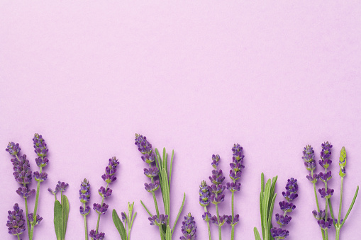 Lavender flowers on pink background. Copy space. Top view, flat lay