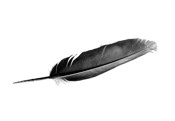 istock Dove Feather isolated bird feather on a white background 1163025346