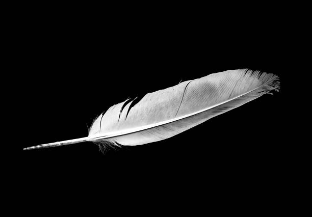istock Dove Feather isolated bird feather on a black background 1163025348