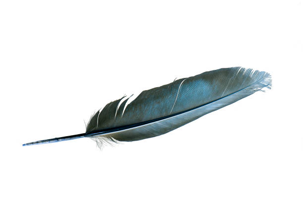 istock Blue Dove Feather isolated on white Background 1163025350